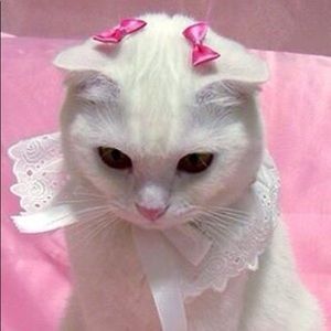 Meet your Posher, Mittens-4Kittens